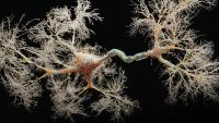Neuron cell close-up view